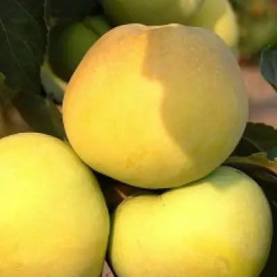 Яблоня АНТОНОВКА ЗОЛОТАЯ в Гродно