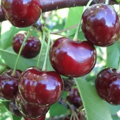 Вишня ЖАДАНА в Гродно