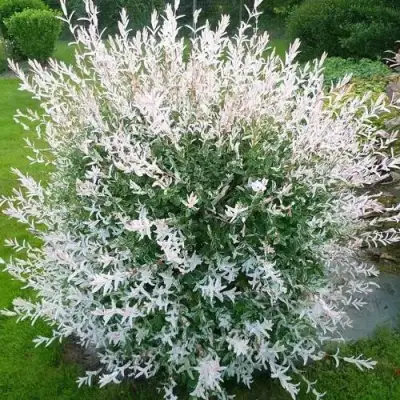 Ива ХАКУРО НИШИКИ в Гродно