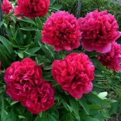 Пион БЕЛГРАВИЯ травянистый в Гродно