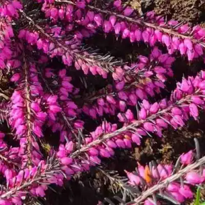 ЭРИКА "АЛЬПИЙСКИЙ ВЕРЕСК" (зимующая) сорт АТРОРУБРА в Гродно
