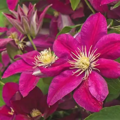 Клематис ЭРНЕСТ МАРКХАМ в Гродно