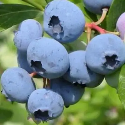 Голубика ДАРРОУ в Гродно