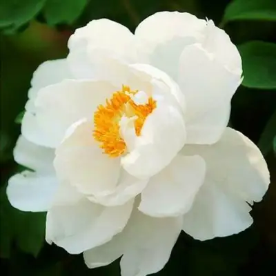 Пион ЛЕТНИЙ ДВОРЕЦ древовидный в Гродно