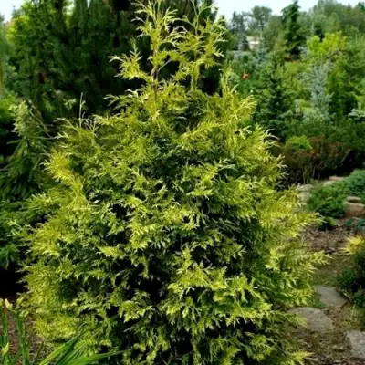 Туя ЗЕБРИНА ЭКСТРА ГОЛД складчатая в Гродно