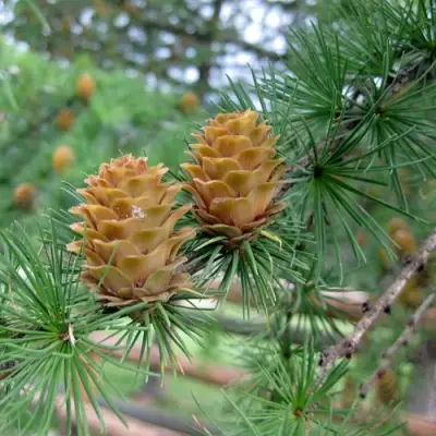 Лиственница КЕМПФЕРА в Гродно