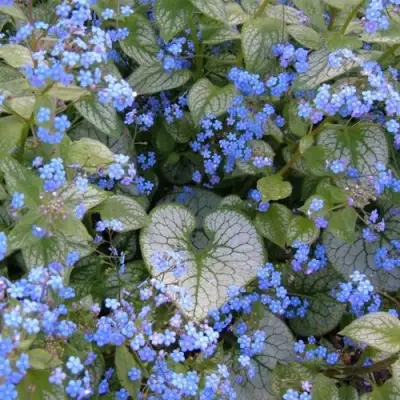 Бруннера ДЖЭК ФРОСТ в Гродно