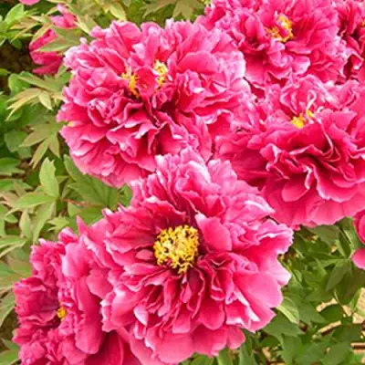 Пион ВОСХОД СОЛНЦА древовидный в Гродно