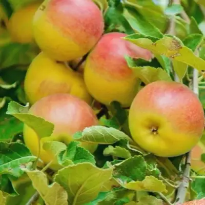 Яблоня ПАМЯТЬ БЛЫНСКОГО колонновидная в Гродно