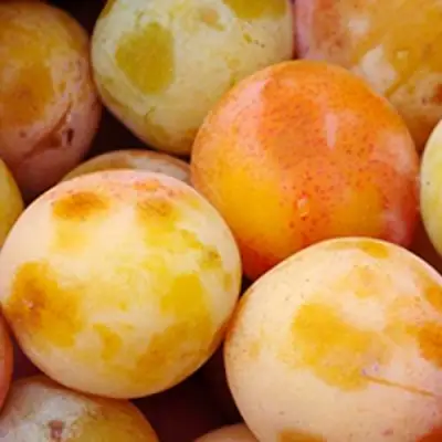 Слива ЯХОНТОВАЯ в Гродно