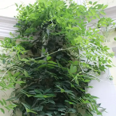 Глициния макростахия БЛЮ МУН в Гродно