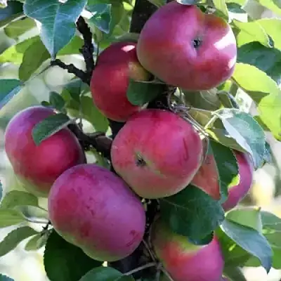 Яблоня ЕСЕНИЯ колонновидная в Гродно