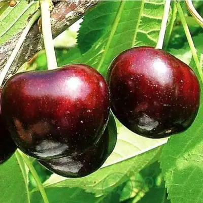 Черешня САММИТ в Гродно