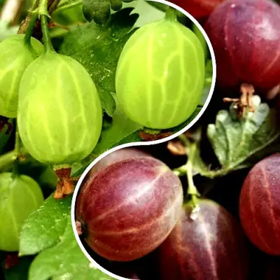 Комплект СКАЗКА в Гродно