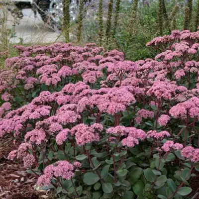 Очиток (седум) МАТРОНА в Гродно