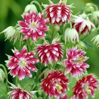 Аквилегия БАРЛОУ НОРА гибрид МакКаны в Гродно