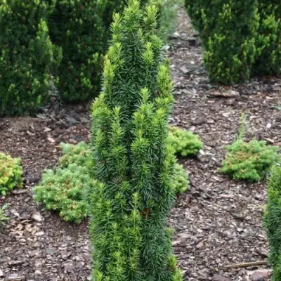 Тис ВОЙТЕК средний  в Гродно