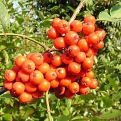 Рябина КОНЦЕНТРА сладкоплодная в Гродно