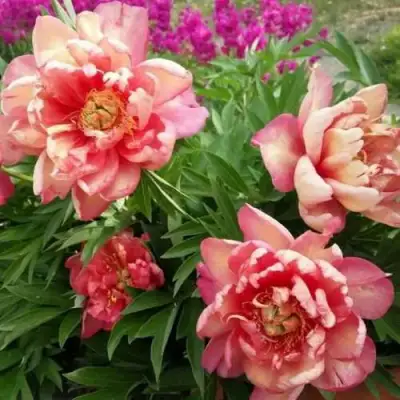 Пион ДЖУЛИЯ РОУЗ ито-гибрид в Гродно