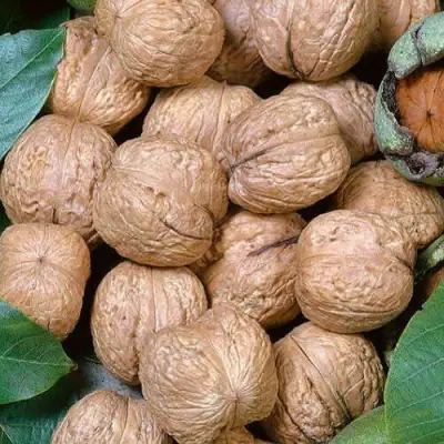 Грецкий орех ПРЕЗИДЕНТ в Гродно