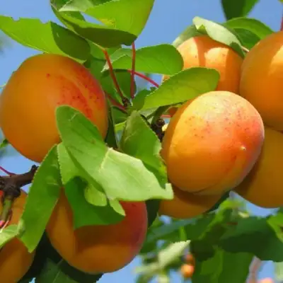 Абрикос КИЕВСКИЙ РАННИЙ в Гродно