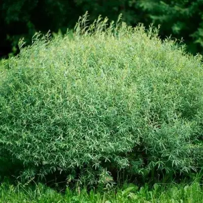 Ива НАНА пурпурная в Гродно