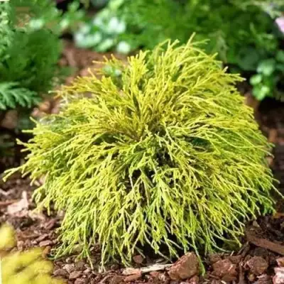 Кипарисовик ВАВЕЛ горохоплодный в Гродно