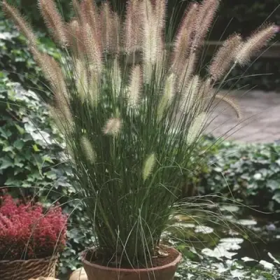 Пеннисетум ХАМЕЛН в Гродно