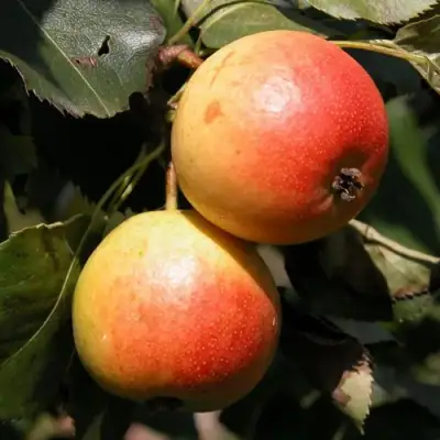 Груша АЛЁНУШКА в Гродно