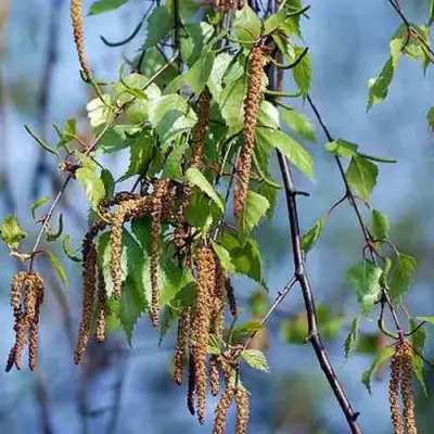 Береза ПОВИСЛАЯ в Гродно