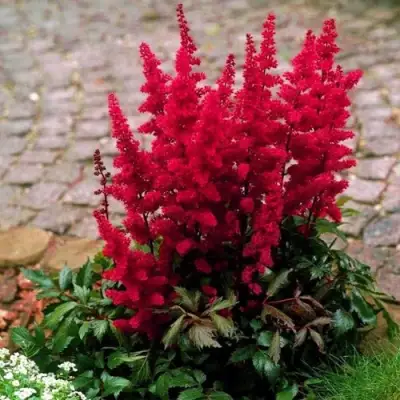 Астильба ГЛАТ Арендса в Гродно