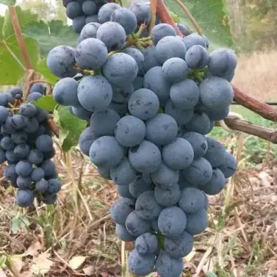 Виноград АГАТ ДОНСКОЙ в Гродно