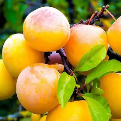 Слива МИНСКАЯ в Гродно