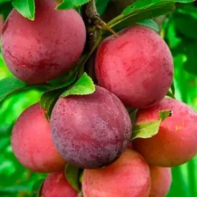 Слива КЛЕОПАТРА в Гродно