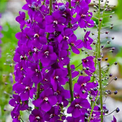 Коровяк ВИОЛЕТТА (вербаскум) в Гродно