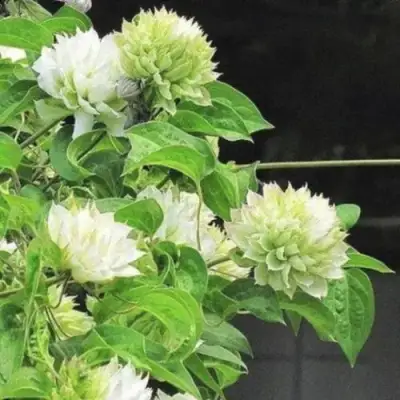 Клематис КОХАНА в Гродно