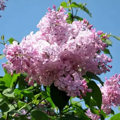 Сирень БУФФОН в Гродно