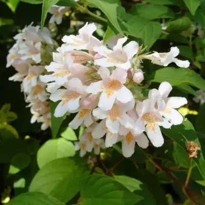 Кольквиция прелестная в Гродно