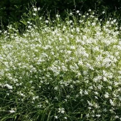 Венечник ветвистый в Гродно