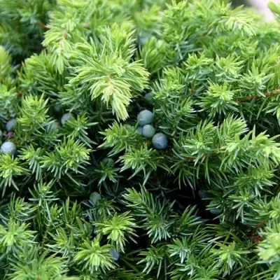 Можжевельник ШЛЯГЕР прибрежный в Гродно