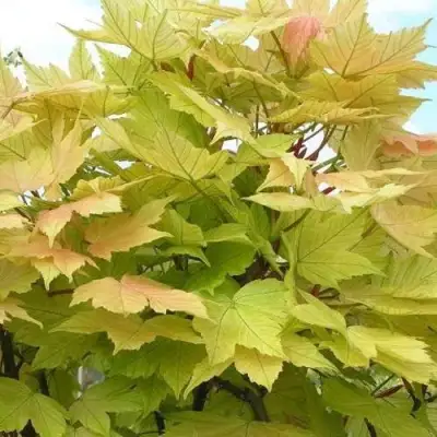 Клен ложноплатановый в Гродно