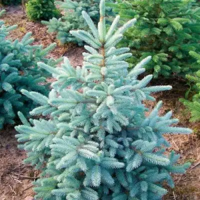 Ель КЕЙБАБ колючая в Гродно