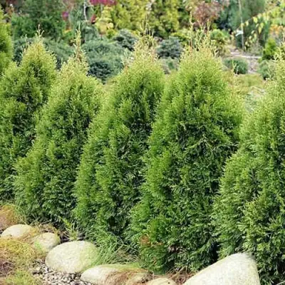 Туя СМАРАГД ВИТБОНТ западная в Гродно