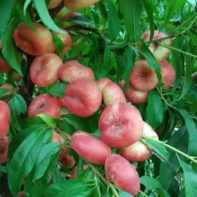 Нектарин КОНЦЕТТИНА в Гродно