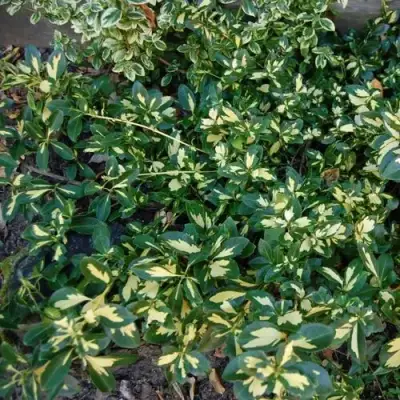 Бересклет САНСПОТ форчуна в Гродно