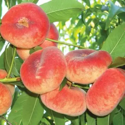 Персик САТУРН ИНЖИРНЫЙ в Гродно