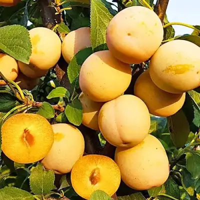 Слива РЕНКЛОД ранний в Гродно