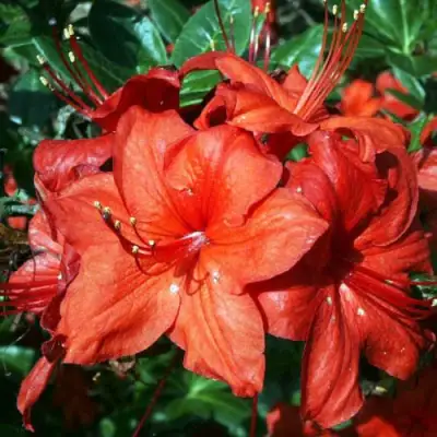 Азалия ДОЛОРОСО листопадная в Гродно