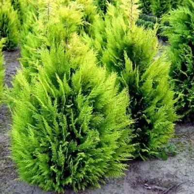 Кипарисовик ИВОНЕ лавсана в Гродно