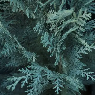 Кипарисовик ВАН ПЕЛЬТС БЛЮ лавсона в Гродно